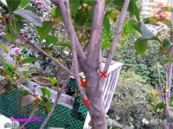 Prune off overgrown branches