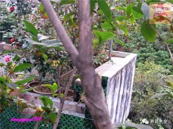 Prune off overgrown branches