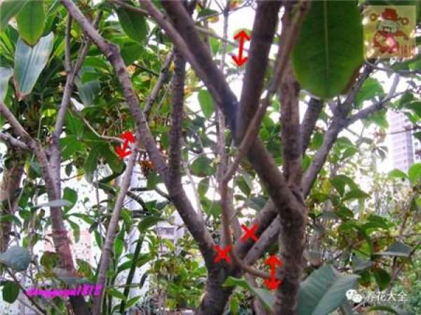 Prune off overgrown branches
