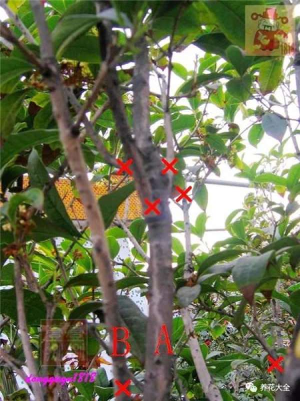 Prune off overgrown branches