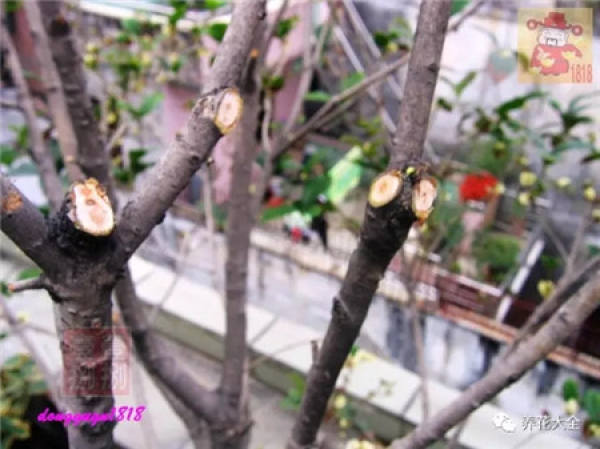 Prune off overgrown branches