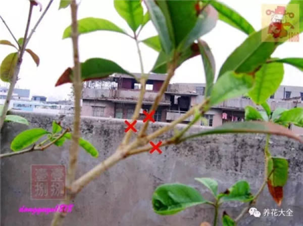 Prune off overgrown branches