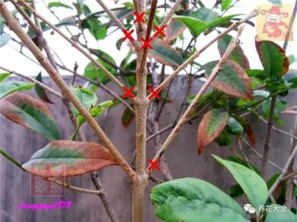 Prune off overgrown branches