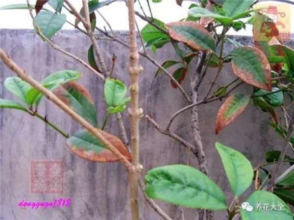 Prune off overgrown branches