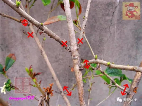 Prune off overgrown branches