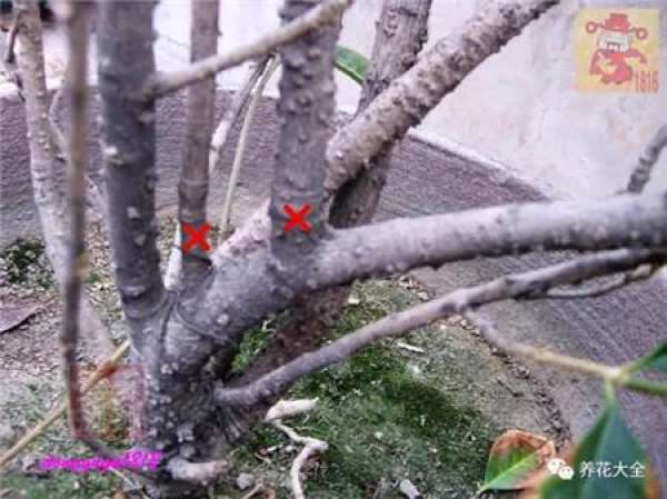 Prune off overgrown branches
