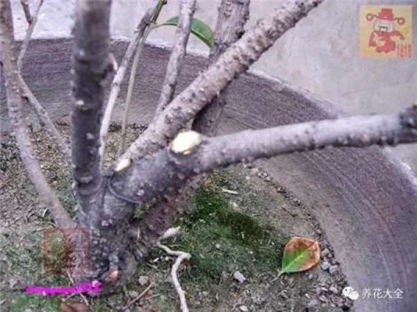Prune off overgrown branches
