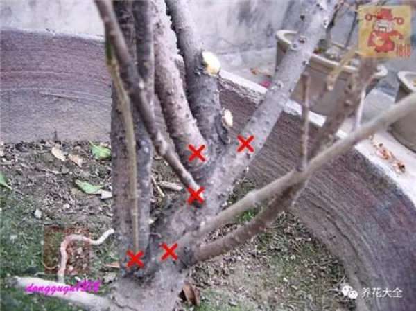 Prune off overgrown branches