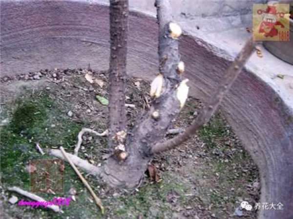 Prune off overgrown branches