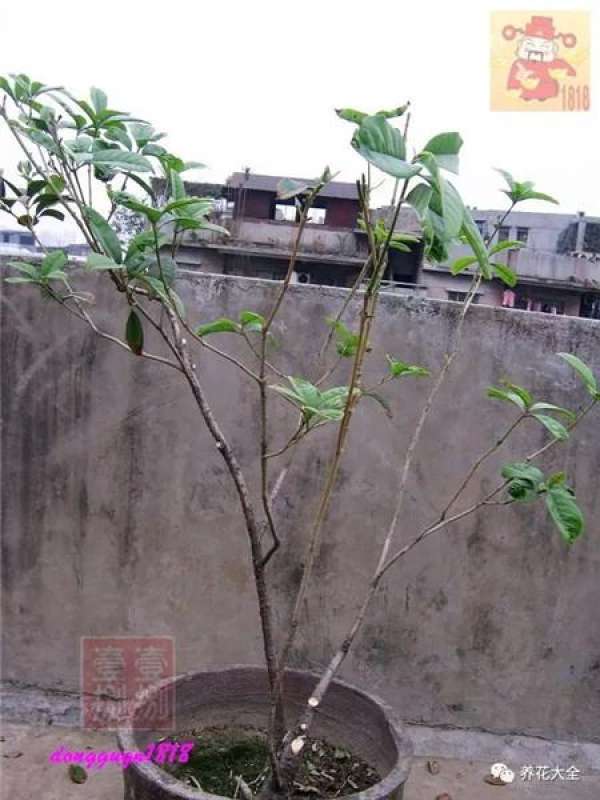 Prune off overgrown branches