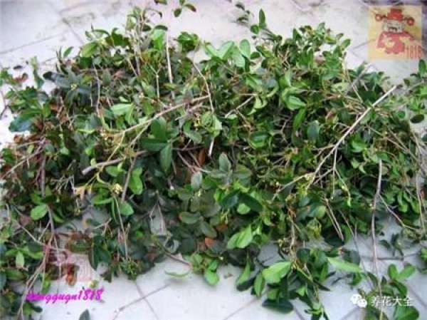 Prune off overgrown branches