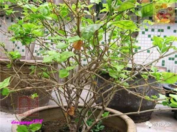 Prune off overgrown branches