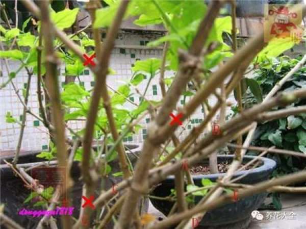 Prune off overgrown branches