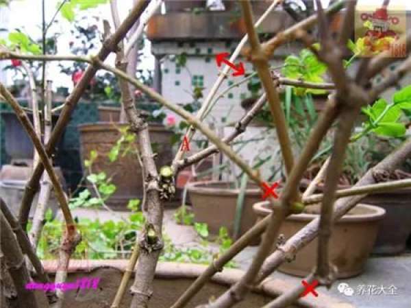 Prune off overgrown branches