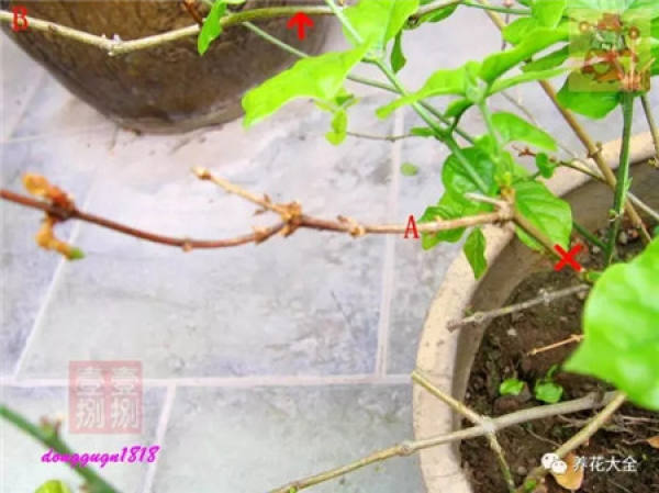 Prune off overgrown branches