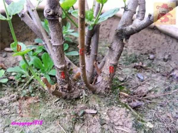 Prune off overgrown branches