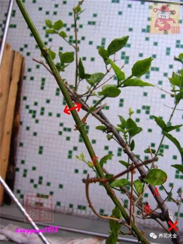 Prune off overgrown branches