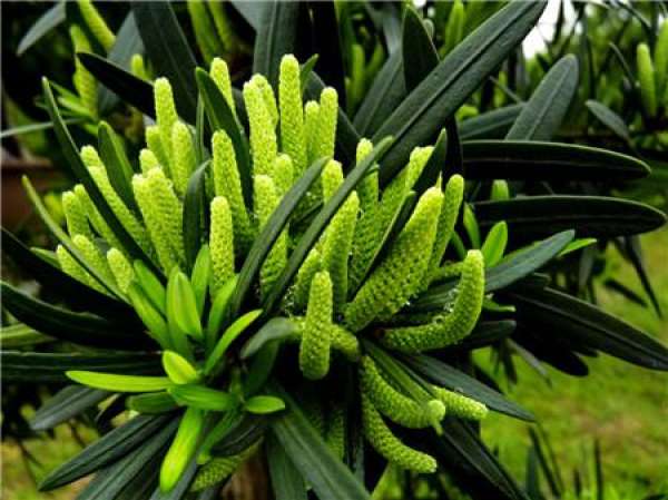 The repotting time of Podocarpus macrophyllus