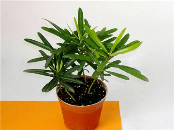 How to change the pot for the podocarpus?