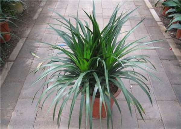 Causes of stem peeling and rot of Dracaena cambodiana Causes of stem peeling and rot of Dracaena cambodiana