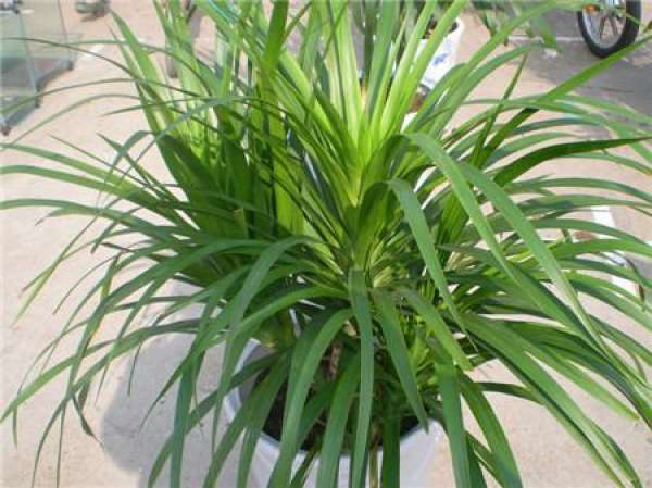 Prevention of Decrustation and Rot of Dracaena cambodiana Stem Prevention of Decrustation and Rot of Dracaena cambodiana Stem