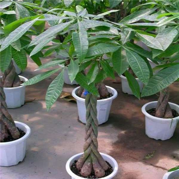 Can the Bare Fortune Tree Sprout Again?