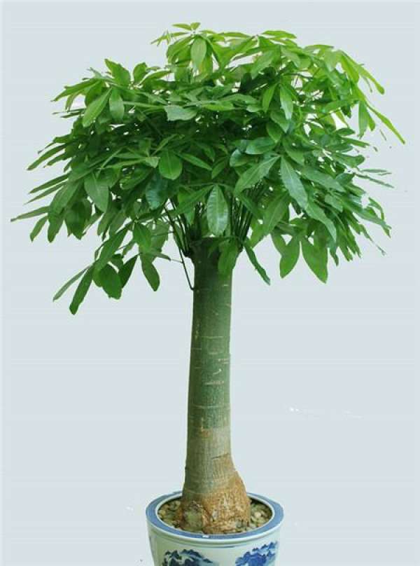 can the bare tree sprout again