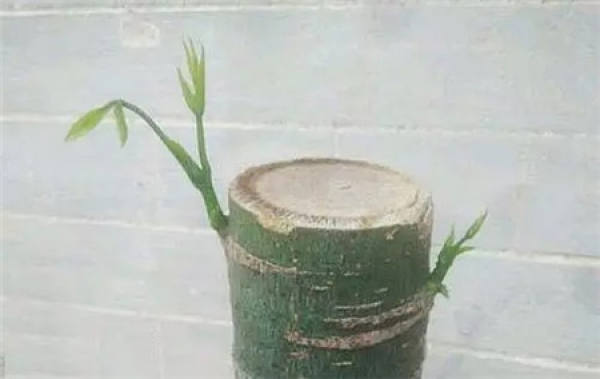 can the bare tree sprout again