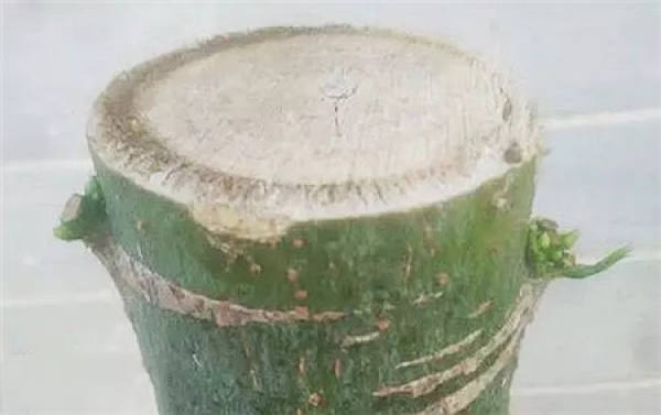 The Germination Process of the Bare Fortune Tree