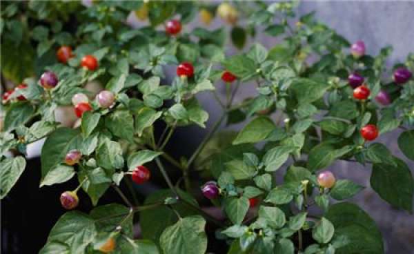 Five color pepper how to raise fruit more bright?