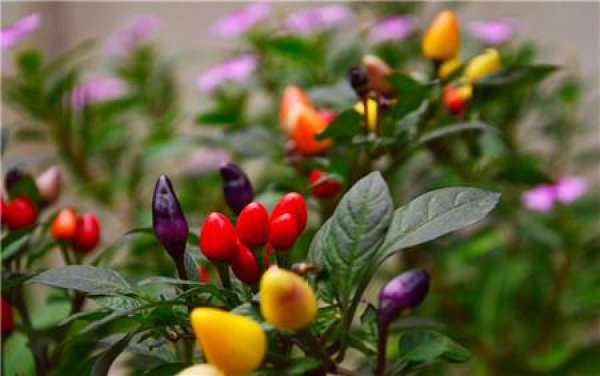 Five color pepper how to raise fruit more bright?