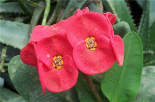 The Flowering Period of Prunus armeniaca