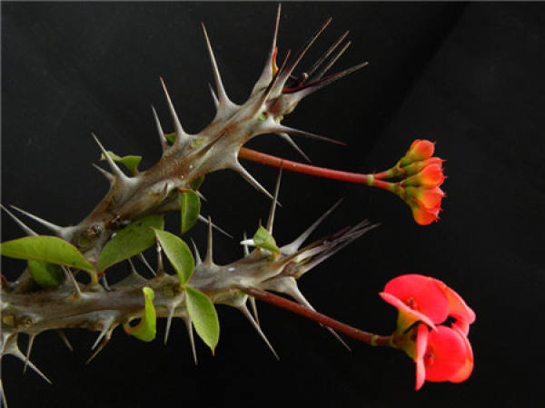 The Flowering Period of Prunus armeniaca