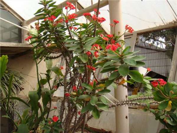flowering period of the tiger bayberry