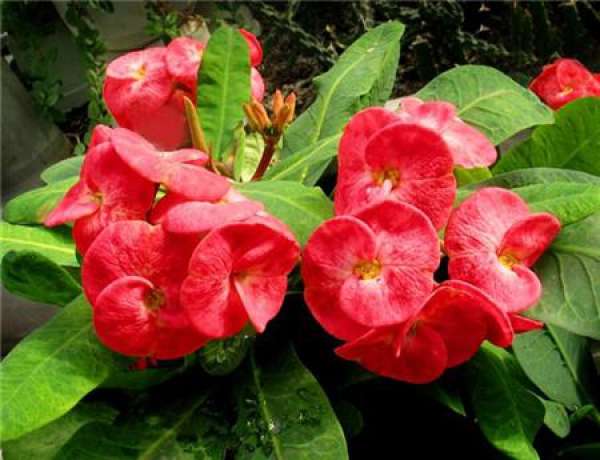 flowering period of the tiger bayberry