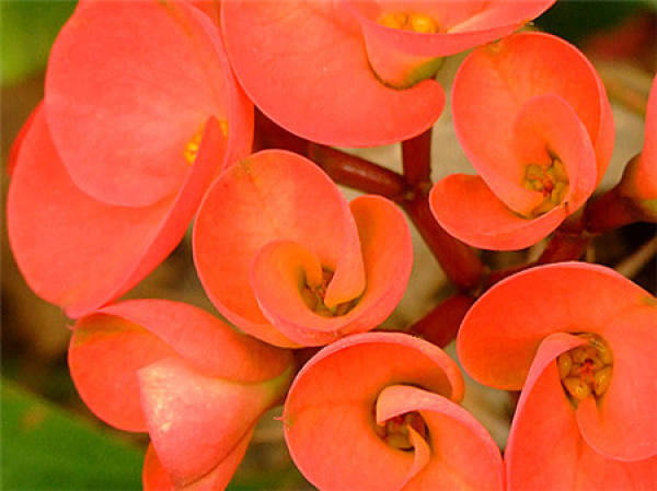 flowering period of the tiger bayberry