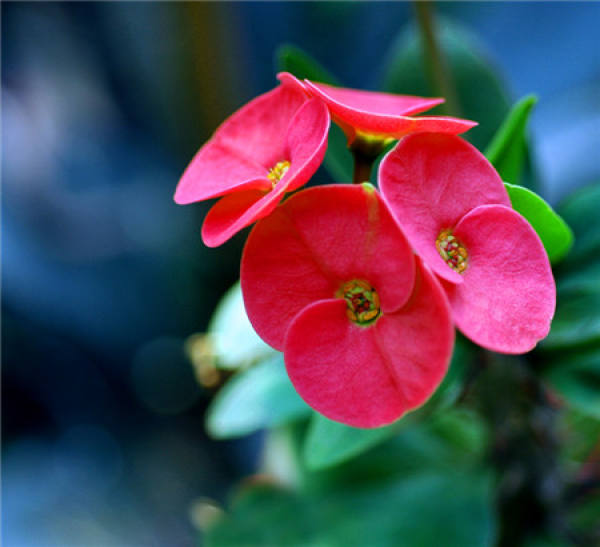 flowering period of the tiger bayberry