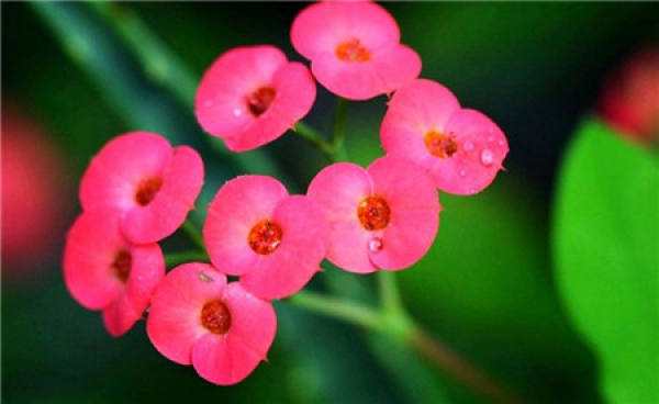 Appreciation of the Flowering of Huqimei