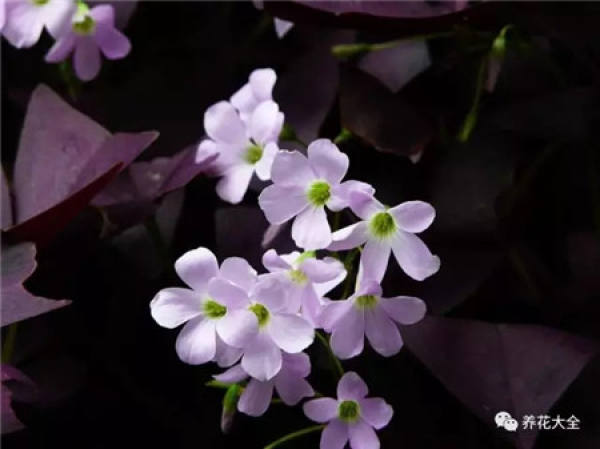 love vine