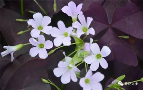 Oxalis purpurea