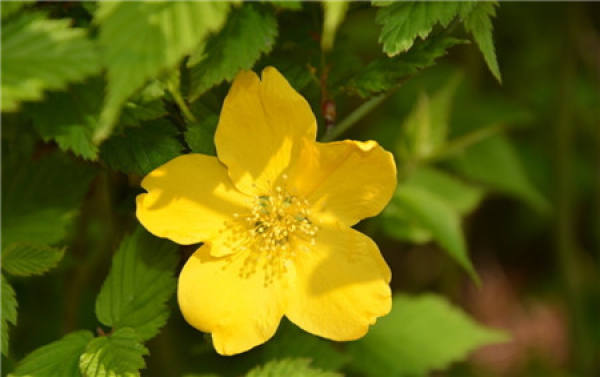 Flowering period of Kerria japonica
