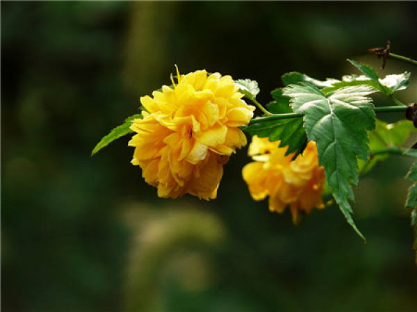 Flowering period of Kerria japonica