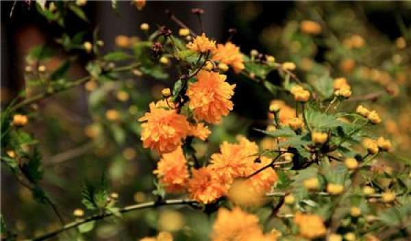 flowering period of Begonia