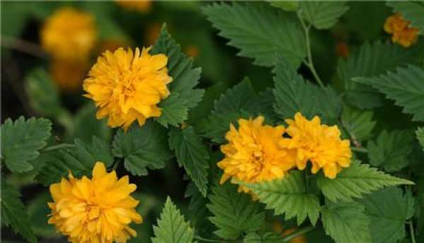 flowering period of Begonia