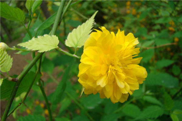 flowering period of Begonia