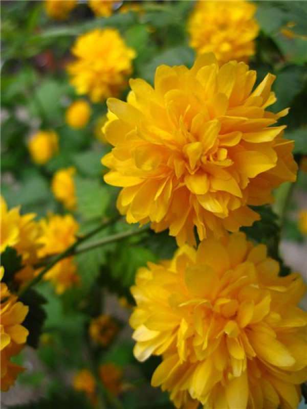 Appreciation of Flowering Kerria japonica