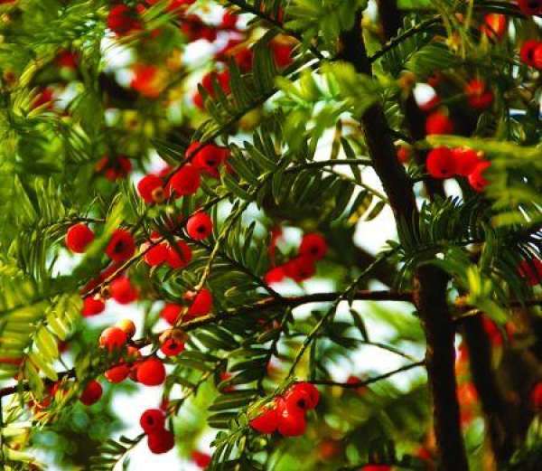 Attention to Maintenance of Newly Purchased Taxus