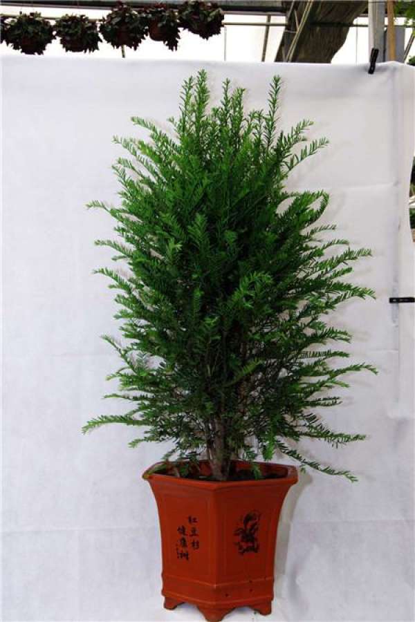 Attention to pruning of newly purchased yew
