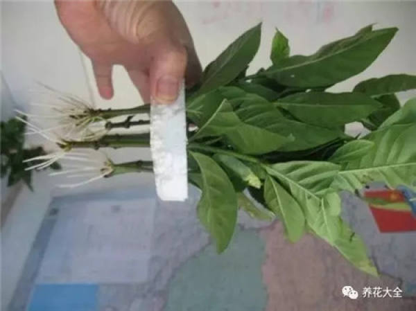 Gardenia water cuttings