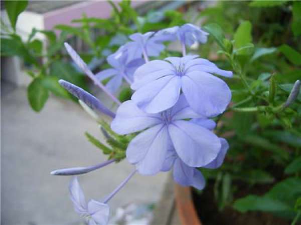 When does the orchid flower?